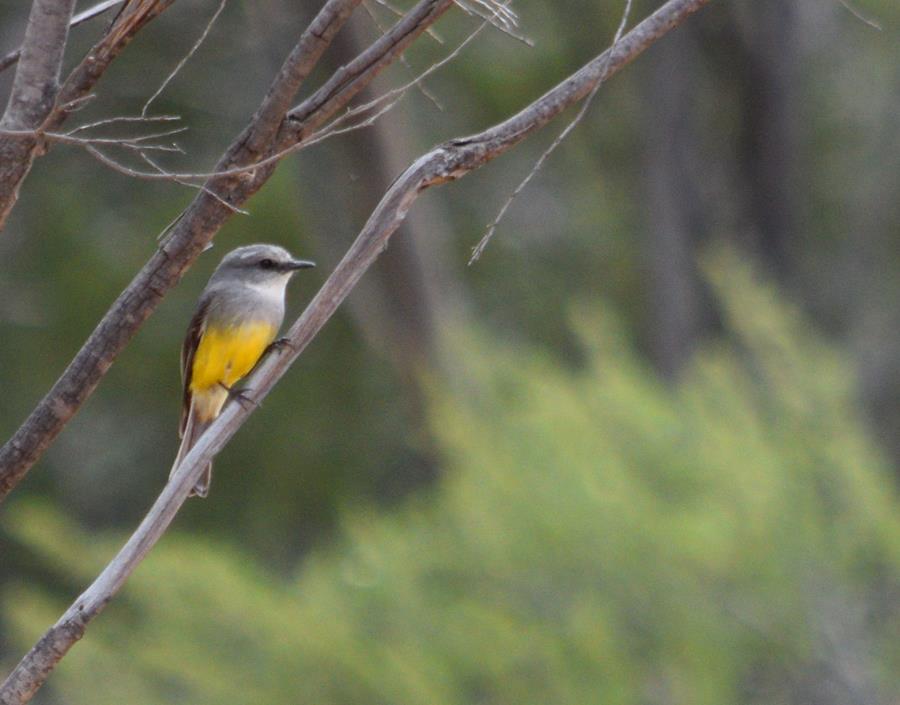 Robin yellow breasted 0003.JPG